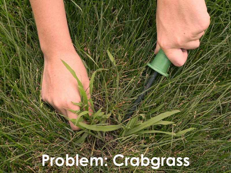 Crabgrass